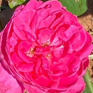 Meet your Posher, Alexia